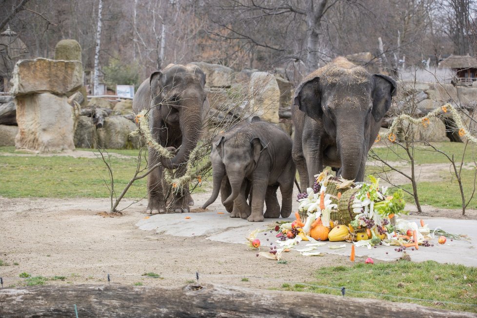 Slonice Lakuna oslavila v pražské zoo svoje první narozeniny.