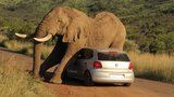 FOTO DNE: Když se drbe slon, kola z auta lítají!