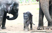 Dojemné video: Sloní mládě se ukrývá pod maminkou!