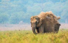 Strašidelný slon z Indie: Húú, jsem přízrak!