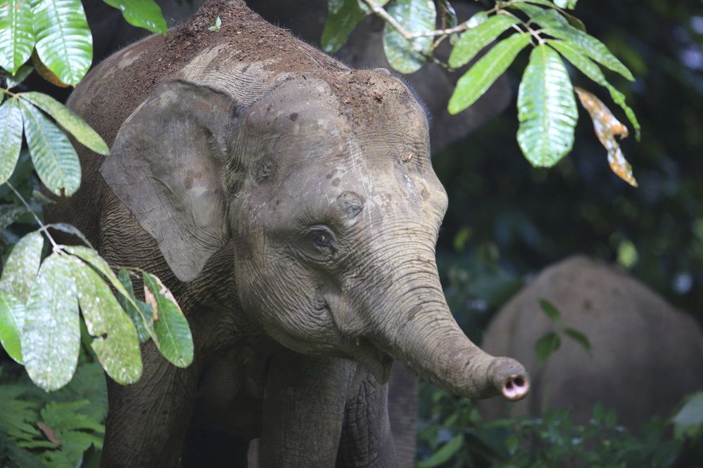 Slona indického (Elephas maximus) vědci dělí na čtyři žijící poddruhy – jeden kontinentální, který je známý jako indický, a tři ostrovní poddruhy, slona cejlonského, sumaterského a bornejského