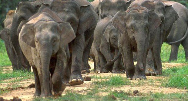 Trpasličí slon: Prcek mezi obry