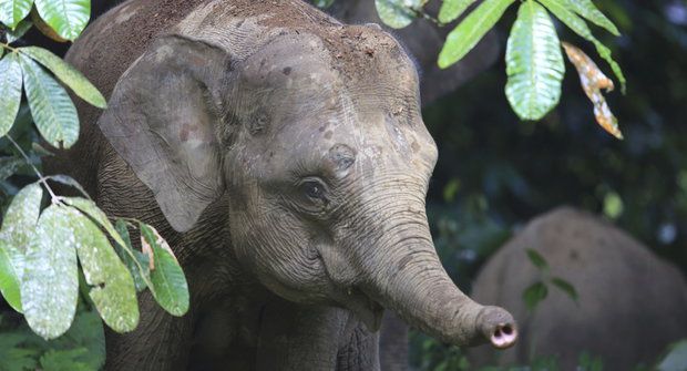 Záhadný trpaslík: Kde se vzali sloni na Borneu?