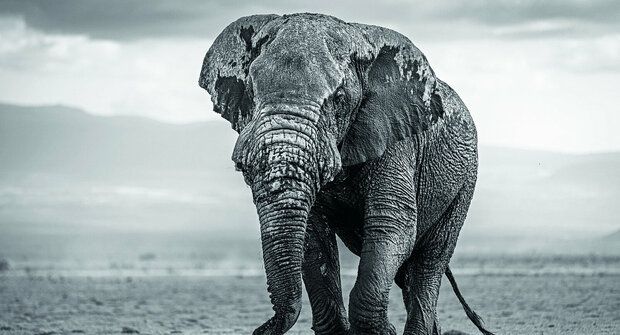 Sloni bez klů: Bezzubé polovině chybí nástroje