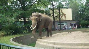 Krutá příroda i realita: Fotograf schytal gigantickou sloní nálož