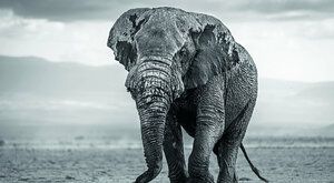 Sloni bez klů: Bezzubé polovině chybí nástroje 