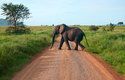 Když vám přeběhne slon přes cestu, je to dobré, nebo špatné znamení?
