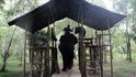 Na Sumatře chrání vesnice před divokými slony sloni ochočení