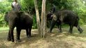 Na Sumatře chrání vesnice před divokými slony sloni ochočení