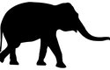 Slona indického (Elephas maximus) vědci dělí na čtyři žijící poddruhy – jeden kontinentální, který je známý jako indický, a tři ostrovní poddruhy, slona cejlonského, sumaterského a bornejského