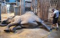 V zoo jsou sloni trenování na spolupráci s ošetřovatelem