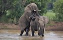 Slon africký se páří stejně jako ostatníá savci: sameček se opře samičce o bok