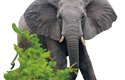 Útočící sloní samec má typicky široce roztažené uši