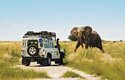 Nezkušení mladí sloni považují auta turistů za hrozbu a útočí na ně