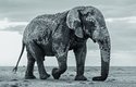 Sloni bez klů se normálně rodí jen vzácně. Vybíjení však jejich počet zvyšuje