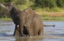 Koupající se mládě slona