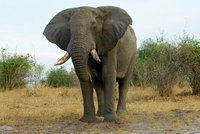 Stařenku (†70) udupal rozzuřený slon: Zvíře se vrátilo a na pohřbu napadlo její tělo!