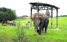 Nový samec slona afrického je vysoký 3,2 metru a váží 5,5 tuny 