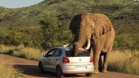 Slon nejprve auto prozkoumal chobotem