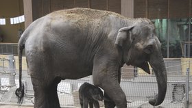 Sameček slona indického se v ostravské zoo narodil minulý týden v pátek. Jde o první živé slůně narozené v Česku a na Slovensku.