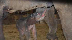 Sameček slona indického se v ostravské zoo narodil minulý týden v pátek. Jde o první živé slůně narozené v Česku a na Slovensku.