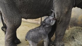 Sameček slona indického se v ostravské zoo narodil minulý týden v pátek. Jde o první živé slůně narozené v Česku a na Slovensku.