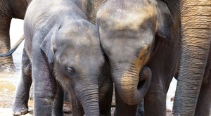 Zachránění obři: Ve sloním sirotčinci na Srí Lance 