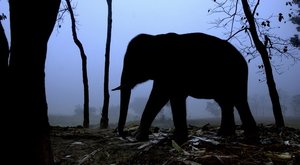 Tajemství nočního života slonů