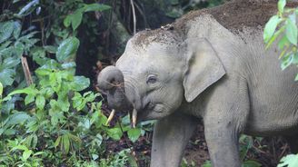 Záhada trpasličích slonů na Borneu. Kde a kdy se na ostrově objevili?