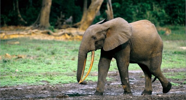 Sloní odpuzovače: Jak vyhnat tlustokožce z pole