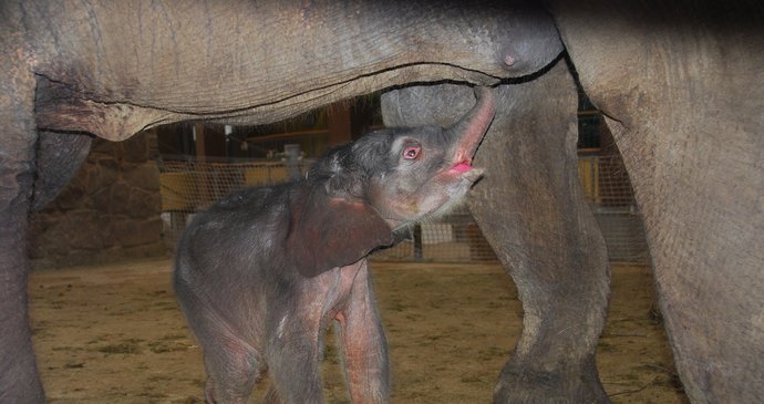 Sameček slona indického se v ostravské zoo narodil minulý týden v pátek. Jde o první živé slůně narozené v Česku a na Slovensku.