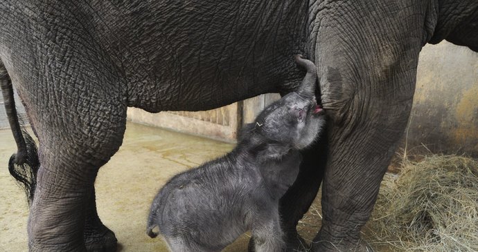 Sameček slona indického se v ostravské zoo narodil minulý týden v pátek. Jde o první živé slůně narozené v Česku a na Slovensku.