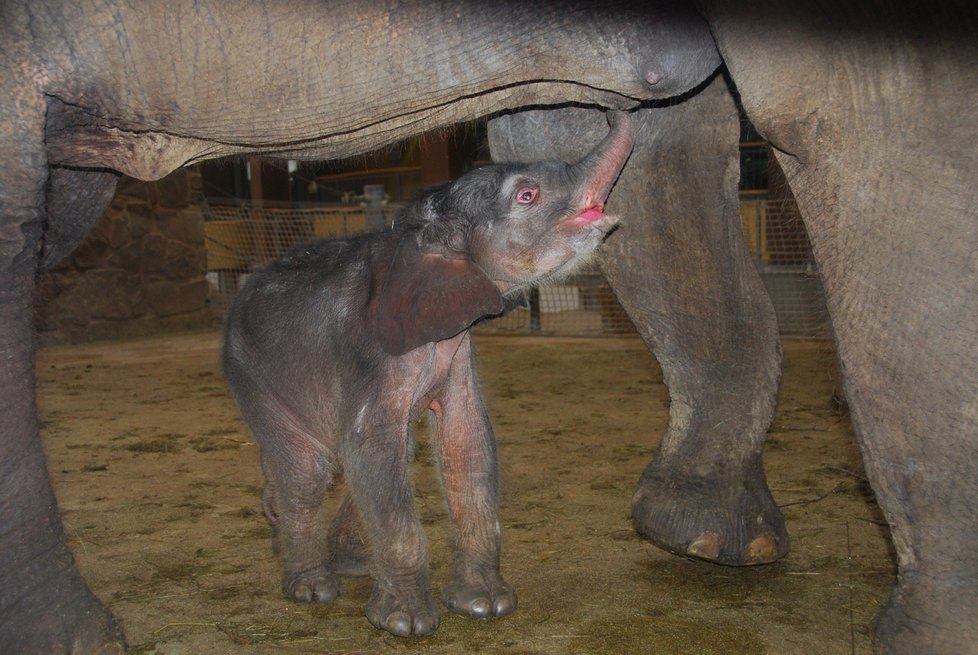 Sameček slona indického se v ostravské zoo narodil minulý týden v pátek. Jde o první živé slůně narozené v Česku a na Slovensku.