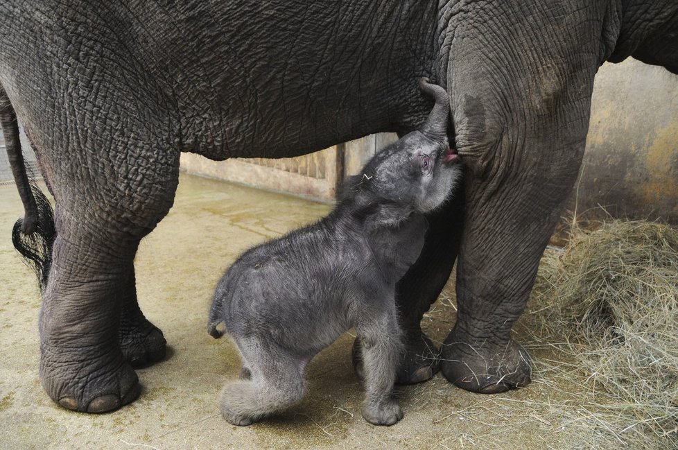 Sameček slona indického se v ostravské zoo narodil minulý týden v pátek. Jde o první živé slůně narozené v Česku a na Slovensku.