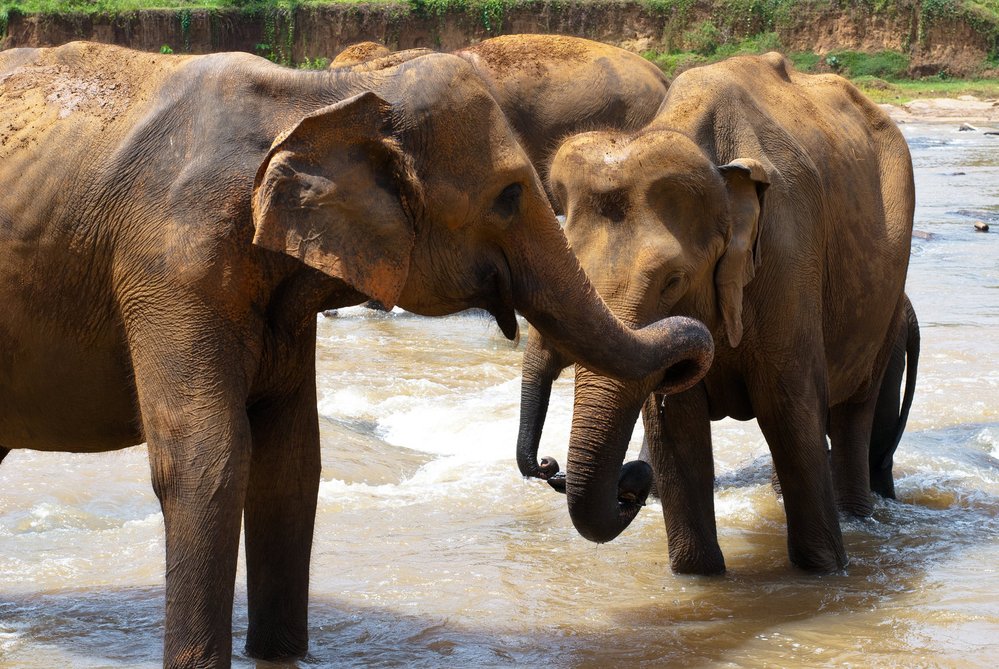 I sloni potřebují sirotčinec