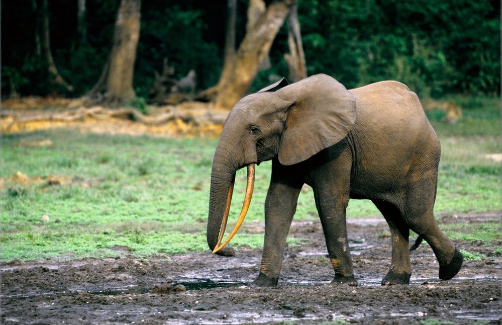 Sloni pólo nehrají, ale dobroty z pole si klidně dají