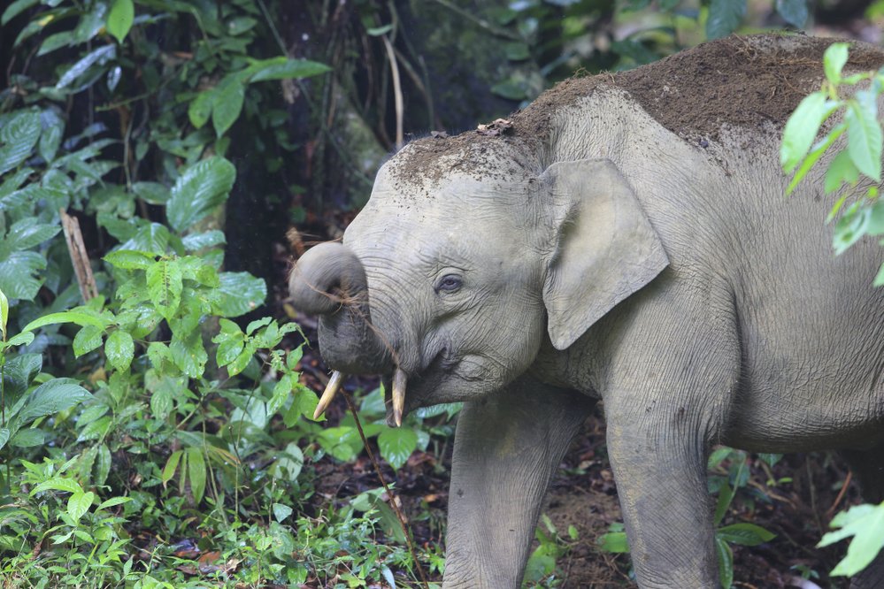 Slona indického (Elephas maximus) vědci dělí na čtyři žijící poddruhy – jeden kontinentální, který je známý jako indický, a tři ostrovní poddruhy, slona cejlonského, sumaterského a bornejského