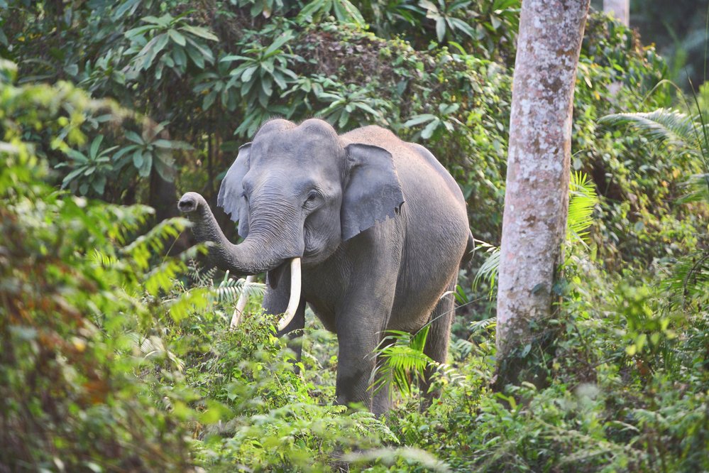 Slona indického (Elephas maximus) vědci dělí na čtyři žijící poddruhy – jeden kontinentální, který je známý jako indický, a tři ostrovní poddruhy, slona cejlonského, sumaterského a bornejského