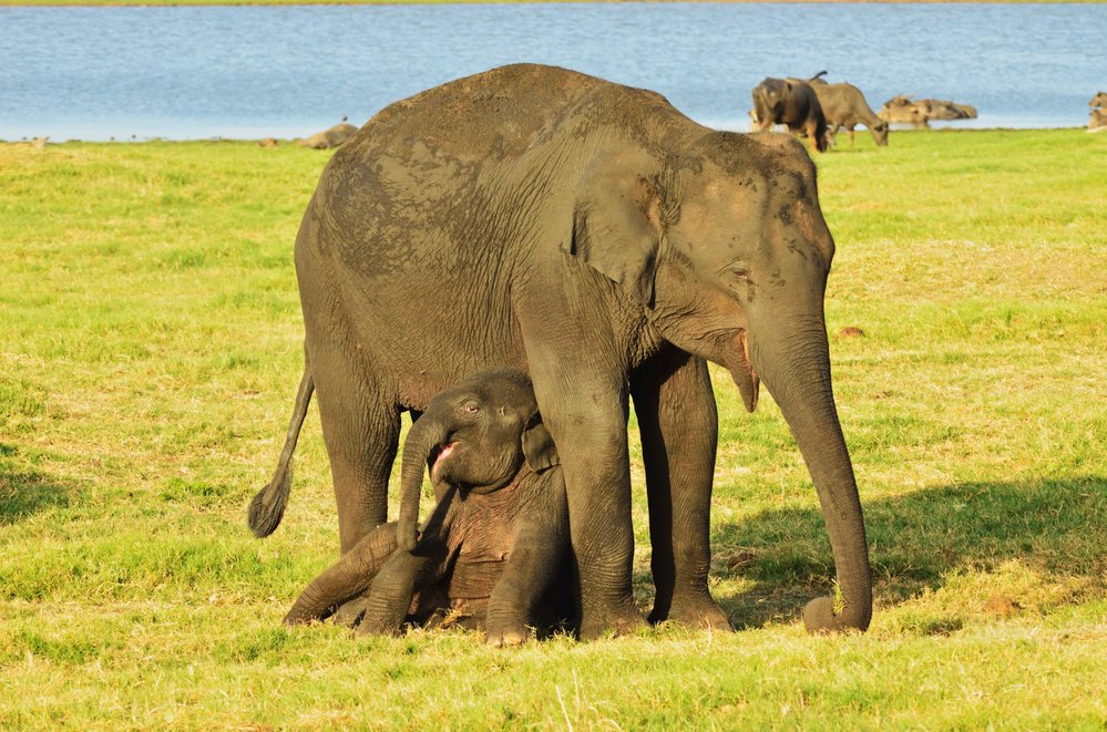 Slona indického (Elephas maximus) vědci dělí na čtyři žijící poddruhy – jeden kontinentální, který je známý jako indický, a tři ostrovní poddruhy, slona cejlonského, sumaterského a bornejského