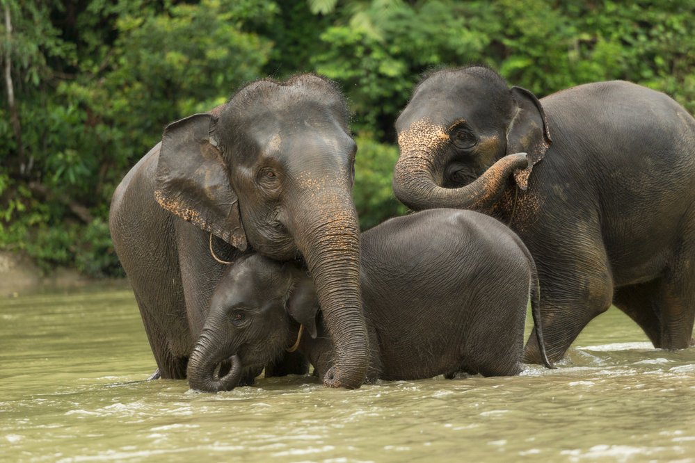 Slona indického (Elephas maximus) vědci dělí na čtyři žijící poddruhy – jeden kontinentální, který je známý jako indický, a tři ostrovní poddruhy, slona cejlonského, sumaterského a bornejského