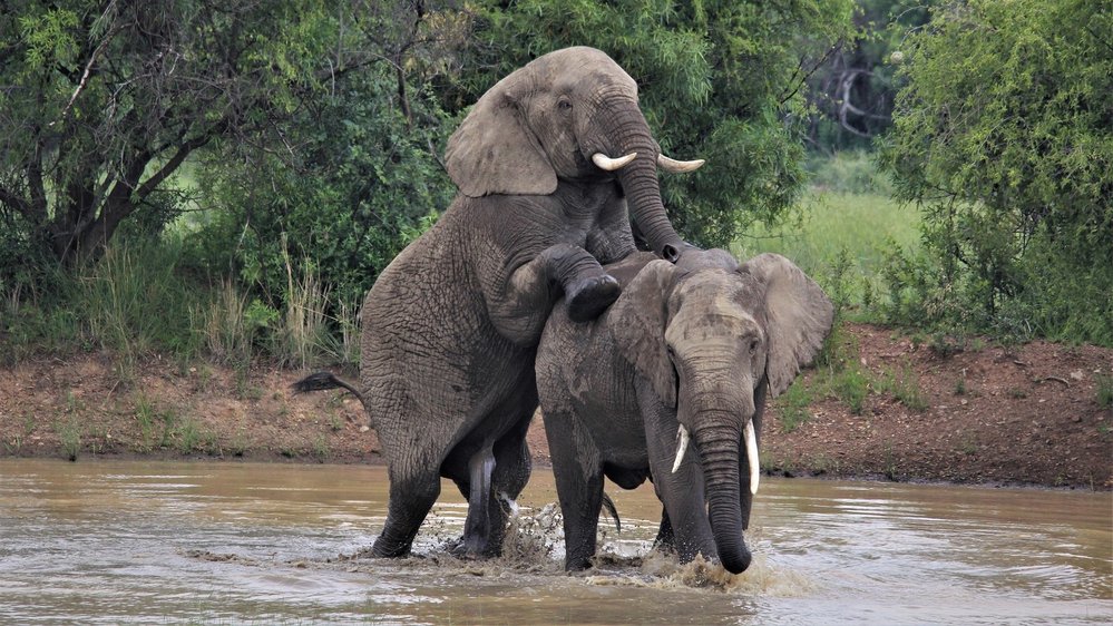 Slon africký se páří stejně jako ostatníá savci: sameček se opře samičce o bok