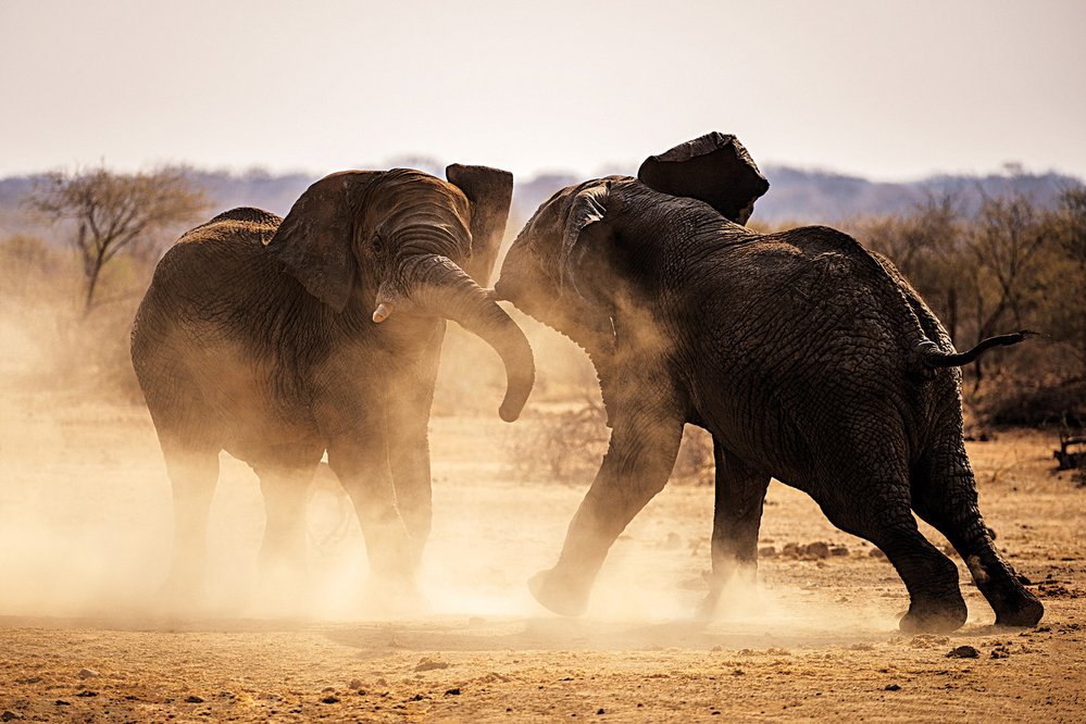 V období říje spolu sloní samci bojují o samice