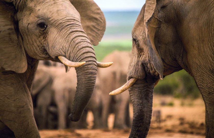 Sloni mezi sebou komunikují infrazvukem