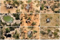Záhadná smrt stovek slonů: Netknutá těla, zůstaly i kly. Na vině přírodní toxiny?