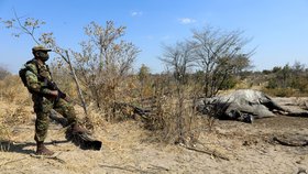 Záhadná smrt stovek slonů v africké Botswaně