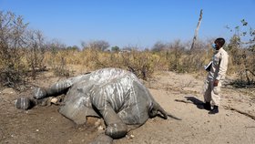 Záhadná smrt stovek slonů v africké Botswaně