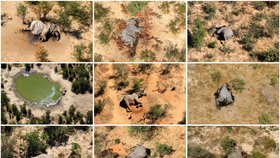 Záhadná smrt stovek slonů: Netknutá těla, zůstaly i kly. Na vině přírodní toxiny? 