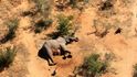 V Botswaně za poslední měsíce uhynulo více než 350 slonů. Příčina je nejasná