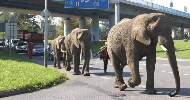 Tři sloni na procházce centrem Děčína.