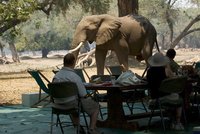 Na turistku (†49) zaútočil rozzuřený slon, když fotila. Zemřela v nemocnici